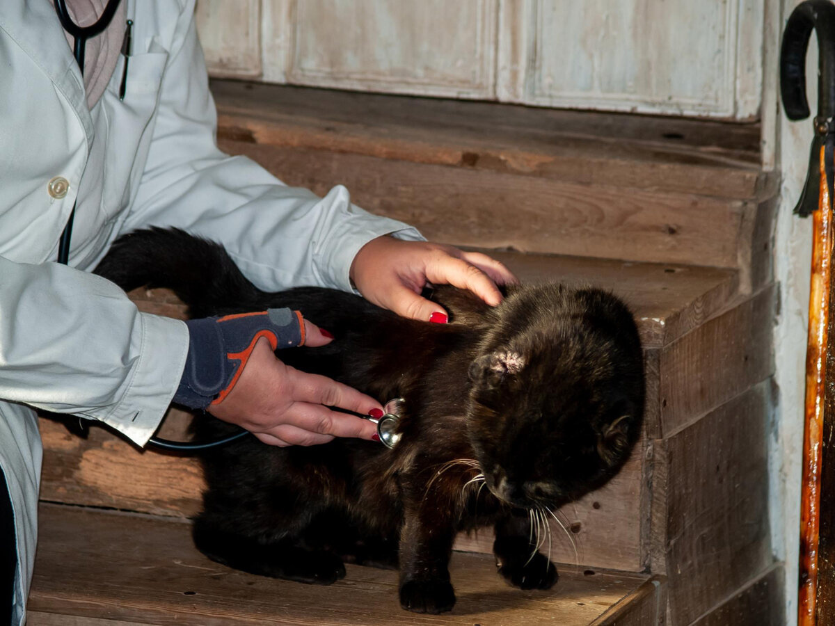 dışarıda muayene edilen siyah kedi