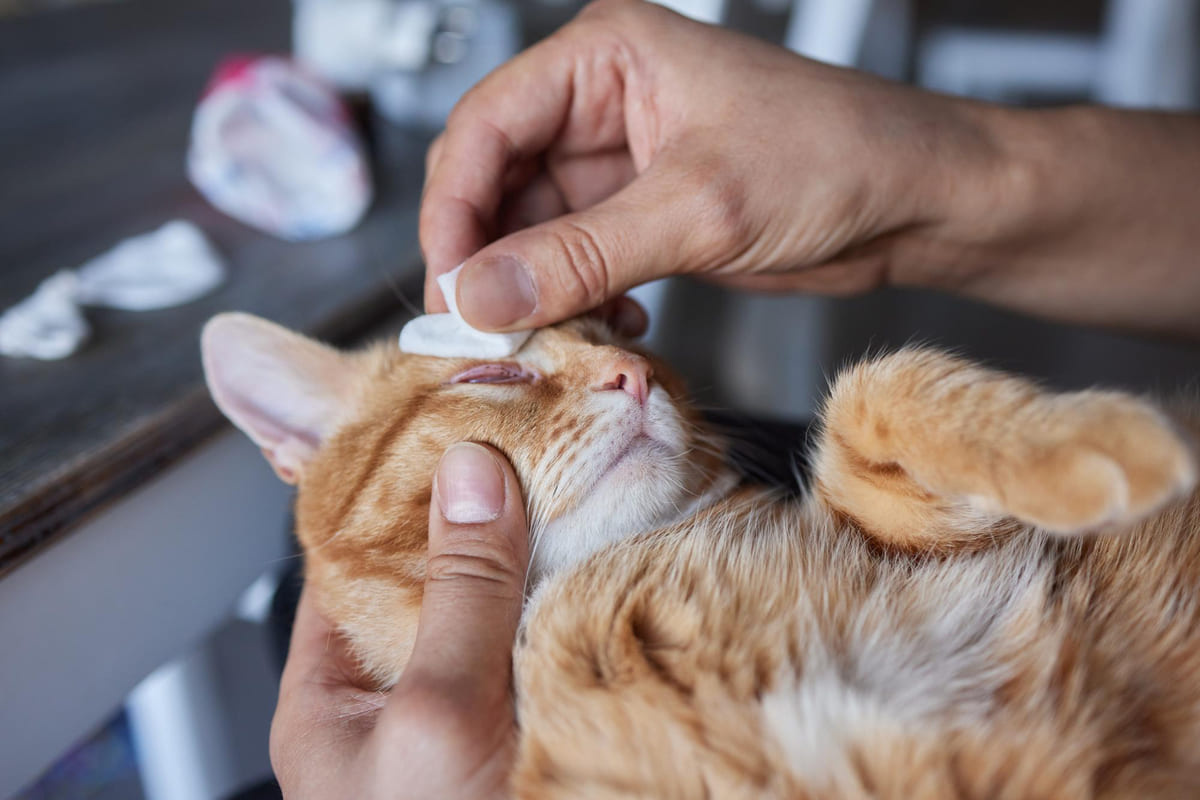 gözleri temizlenen sarman kedi