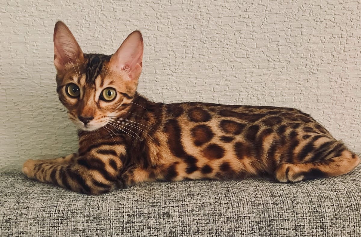 bengal kedisi