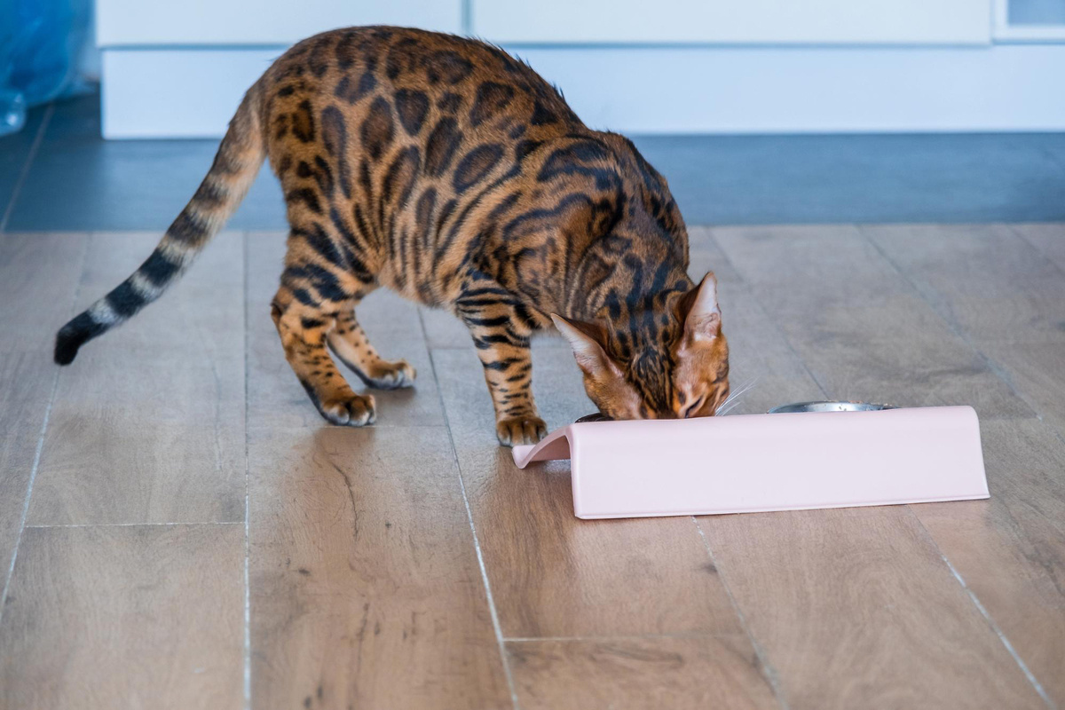 mama kabından mama yiyen Bengal kedisi