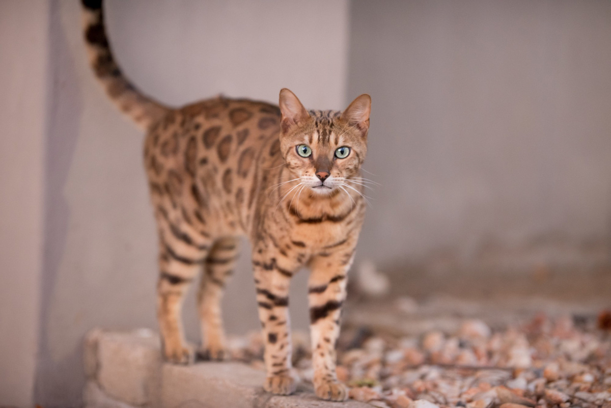 ayakta duran Bengal kedisi