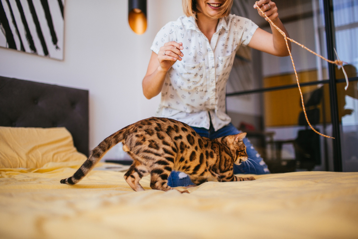 sahibiyle oyun oynayan Bengal kedisi