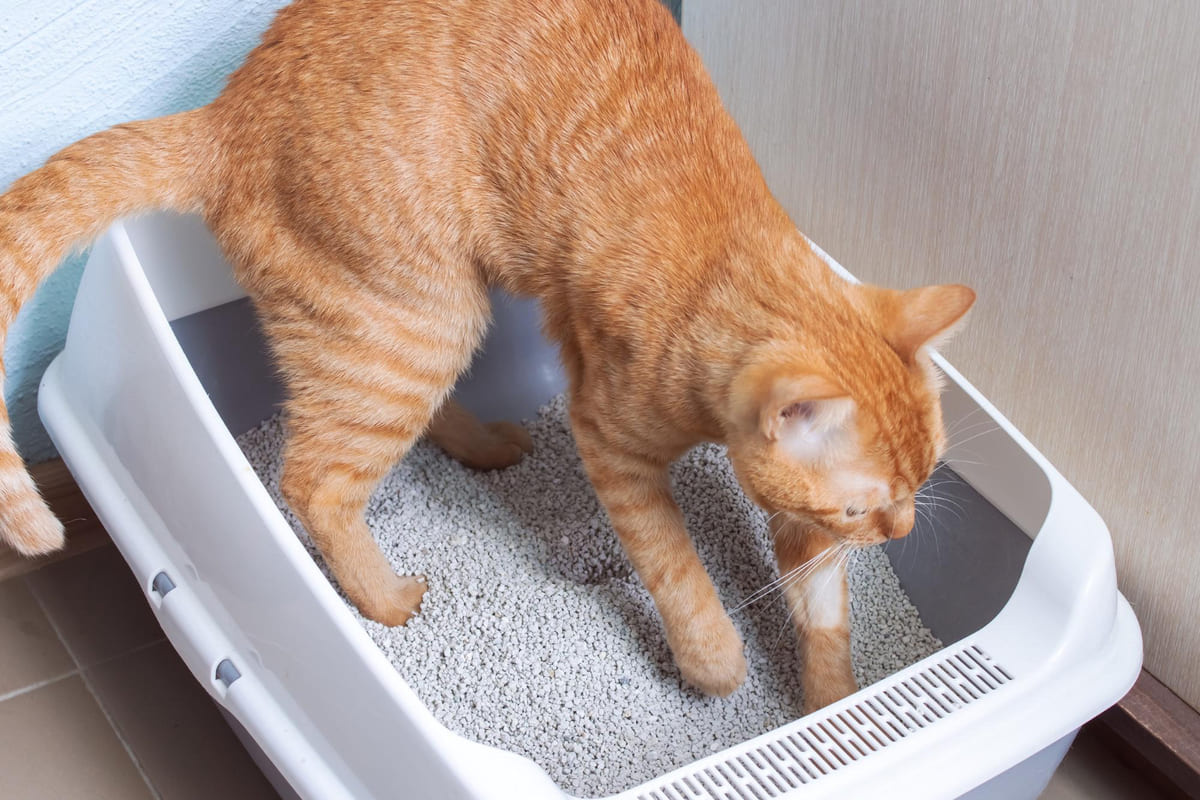 açık kedi tuvaletinde eşelenen sarman kedi
