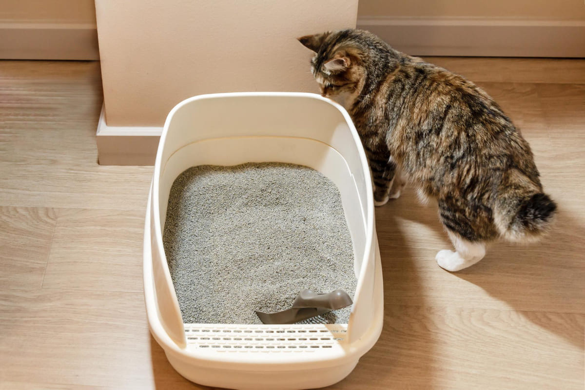tuvaletinin etrafında dolaşan tekir kedi