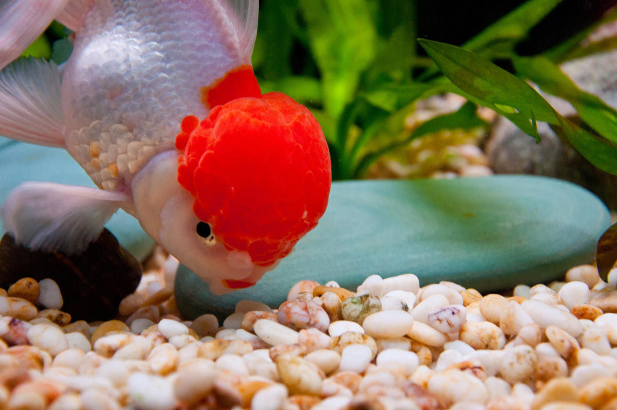 akvaryum zemininden yem yemeye çalışan balık