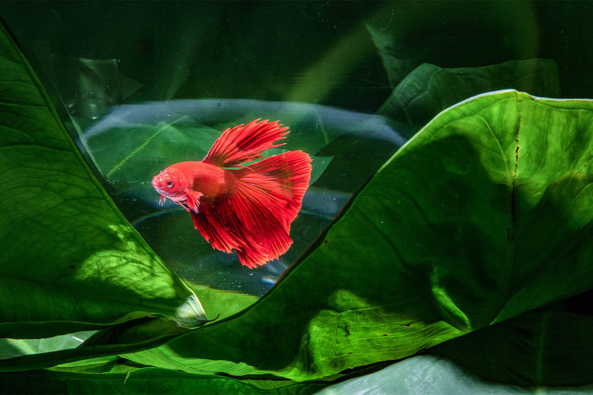 yeşil bitkiler arasında akvaryumda yüzen beta balığı