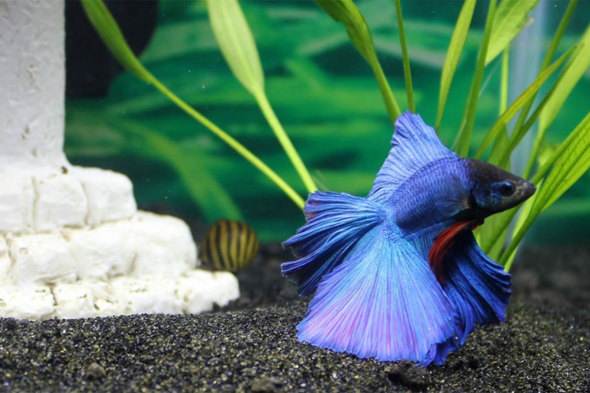 akvaryumun dibinde duran beta balığı
