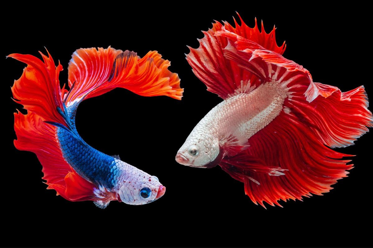 iki beta balığı birbirinin etrafında. yüzüyor