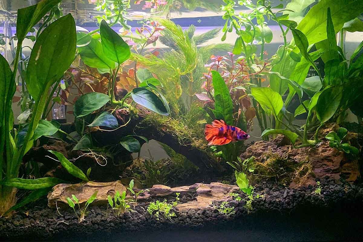 büyük ve geniş bir akvaryumda bata balığı yüzüyor