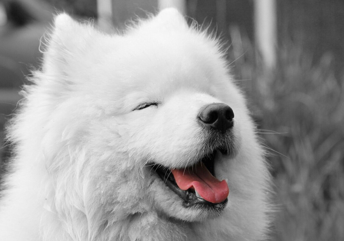 tek gözü kapalı beyaz köpeğin siyah beyaz fotoğrafı
