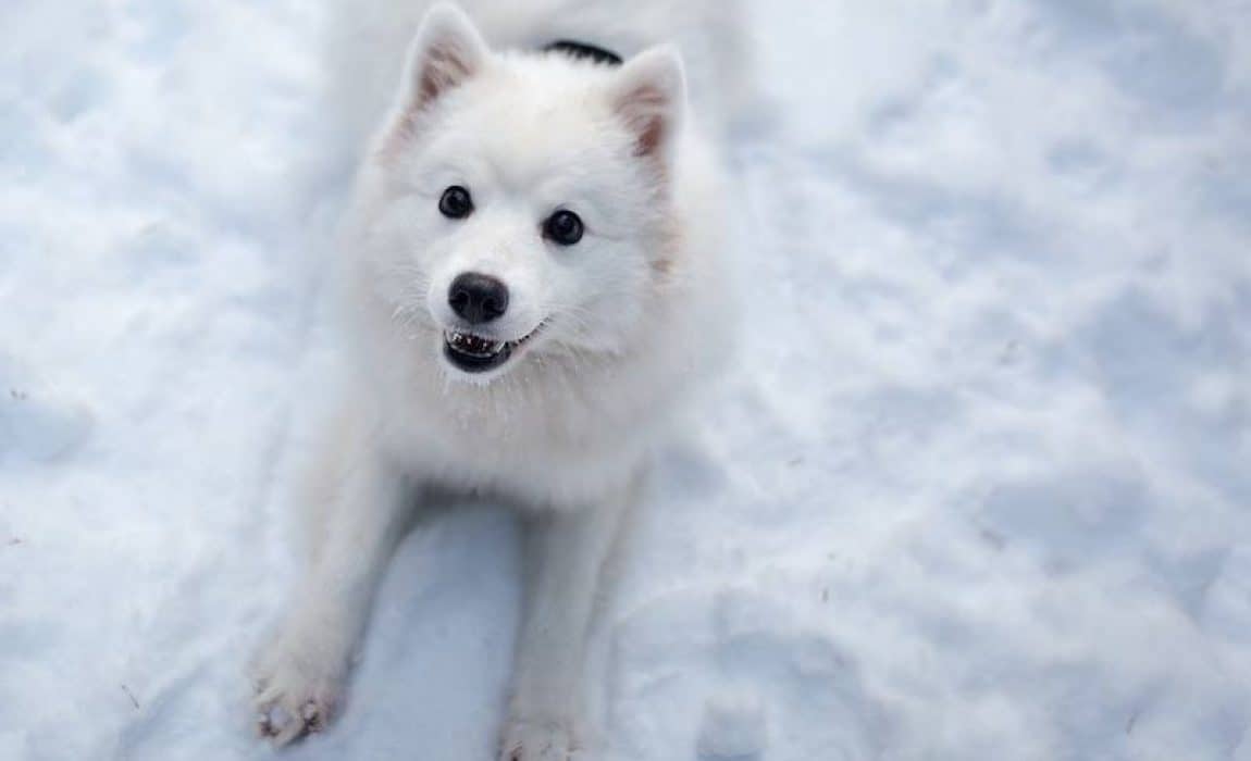 karların ortasında beyaz yavru köpek