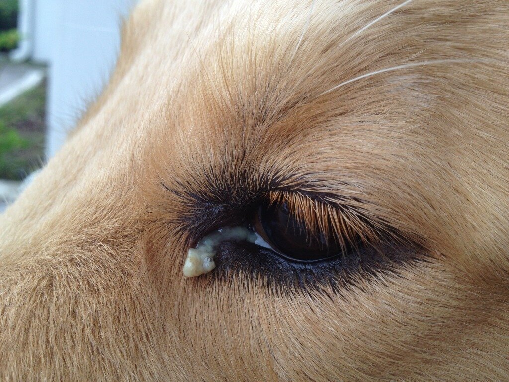 gözünde mukus şeklinde akıntı olan köpek