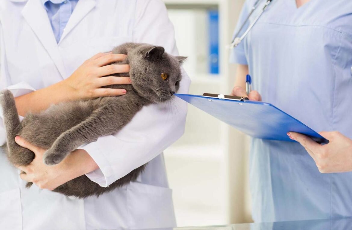 tedavi planlaması yapılan kedi