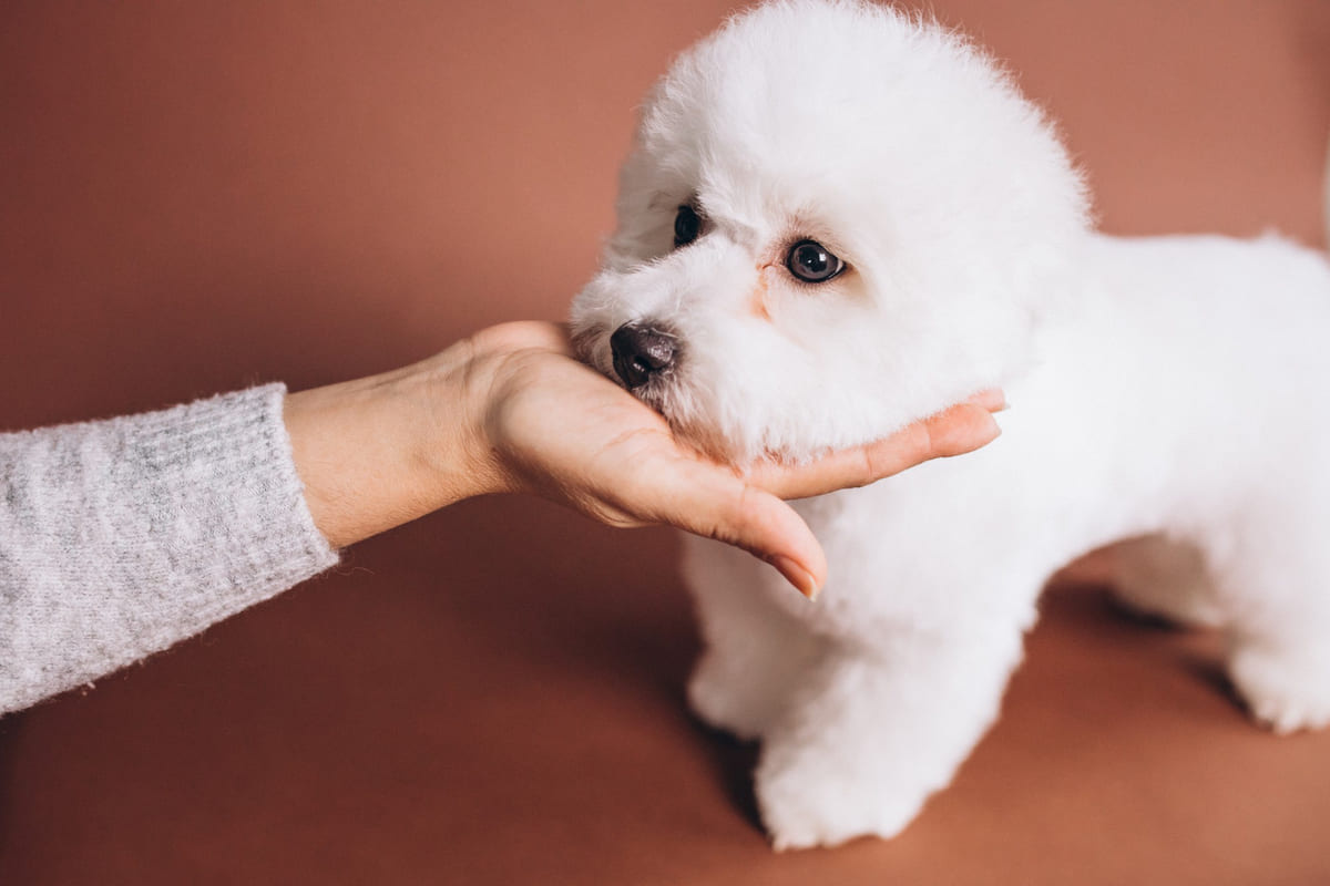 bichon frise