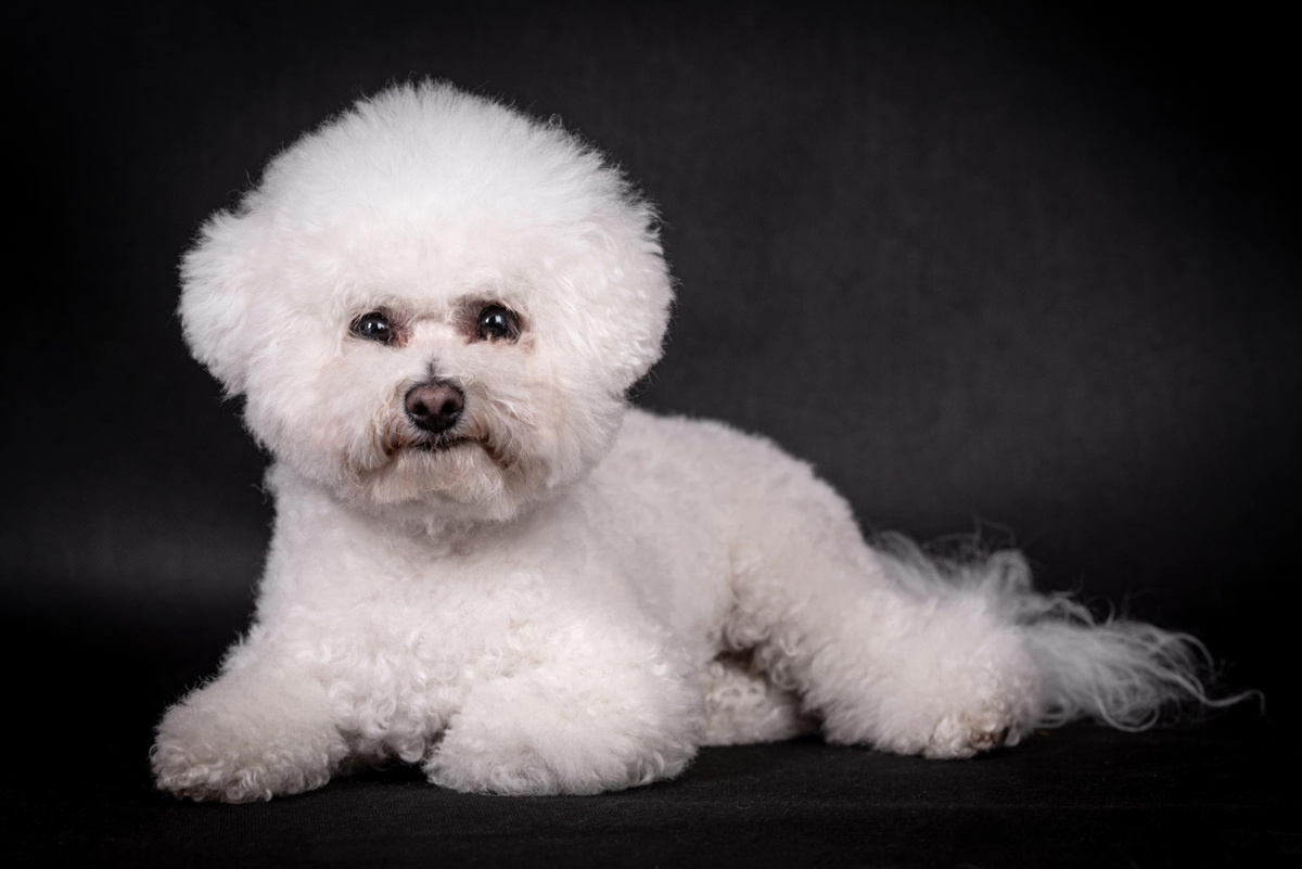 Bichon Frise