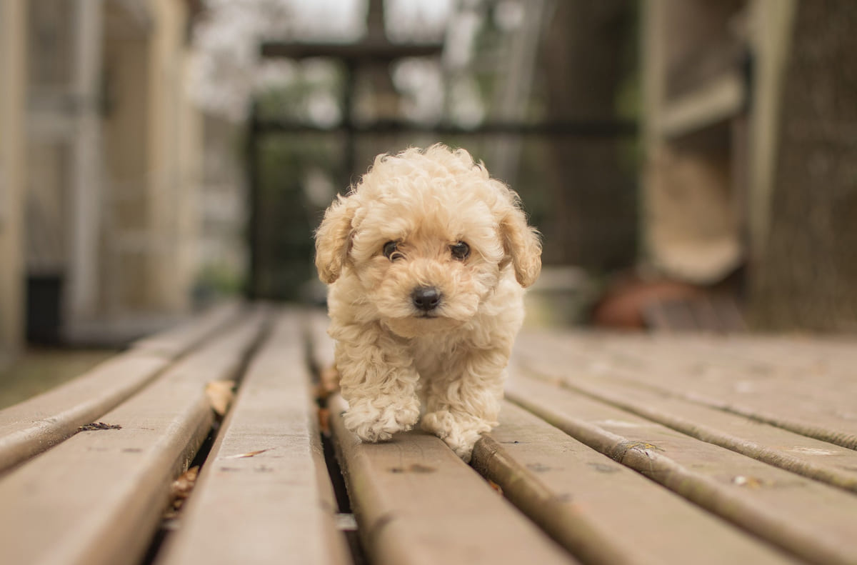 tahta zeminde yürüyen yavru köpek