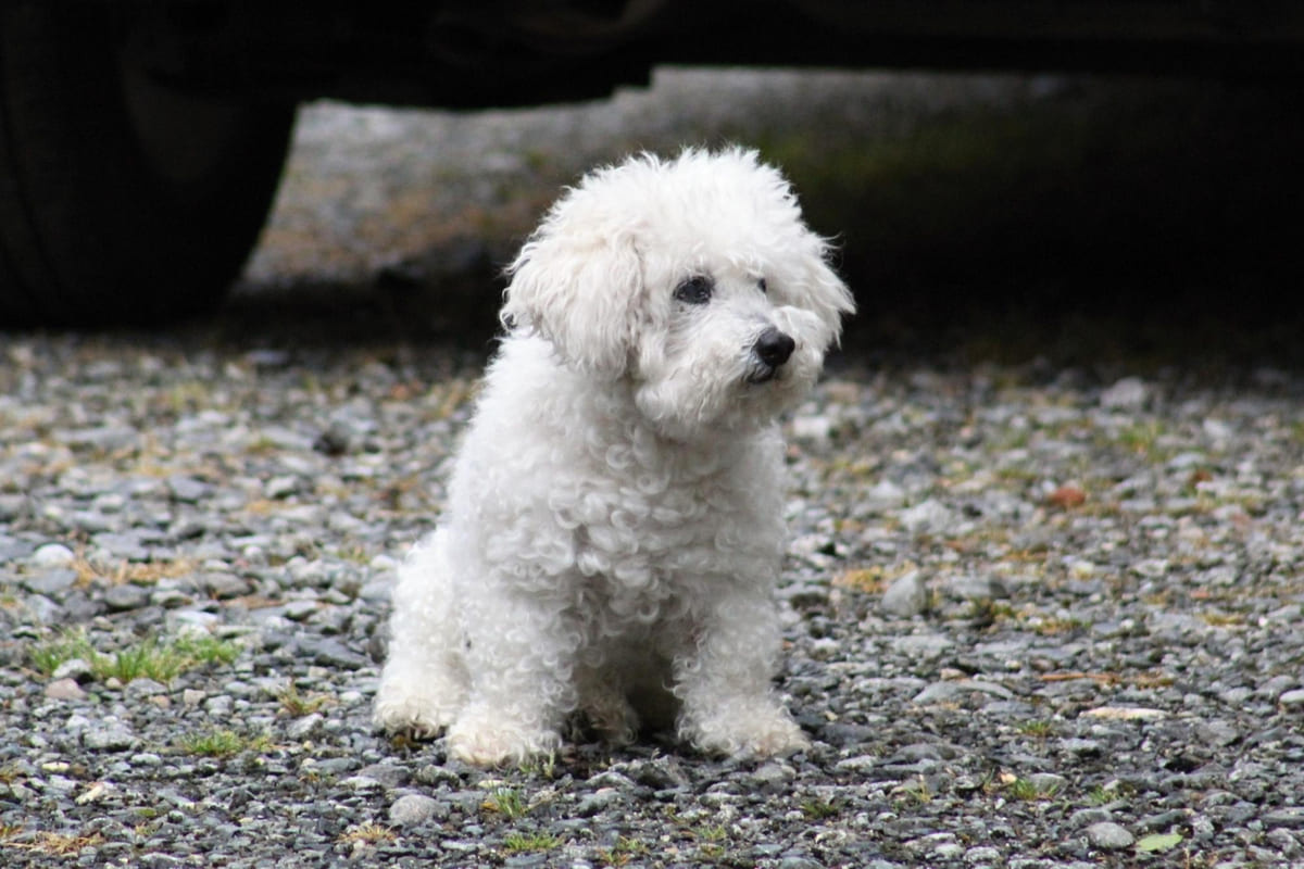 dışarıda tek başına mutsuz şekilde duran beyaz tüylü köpek