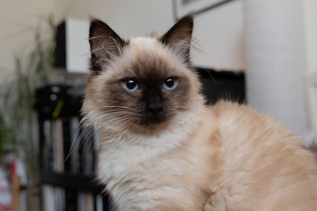 uzun tüylü siyam benzeri kedi