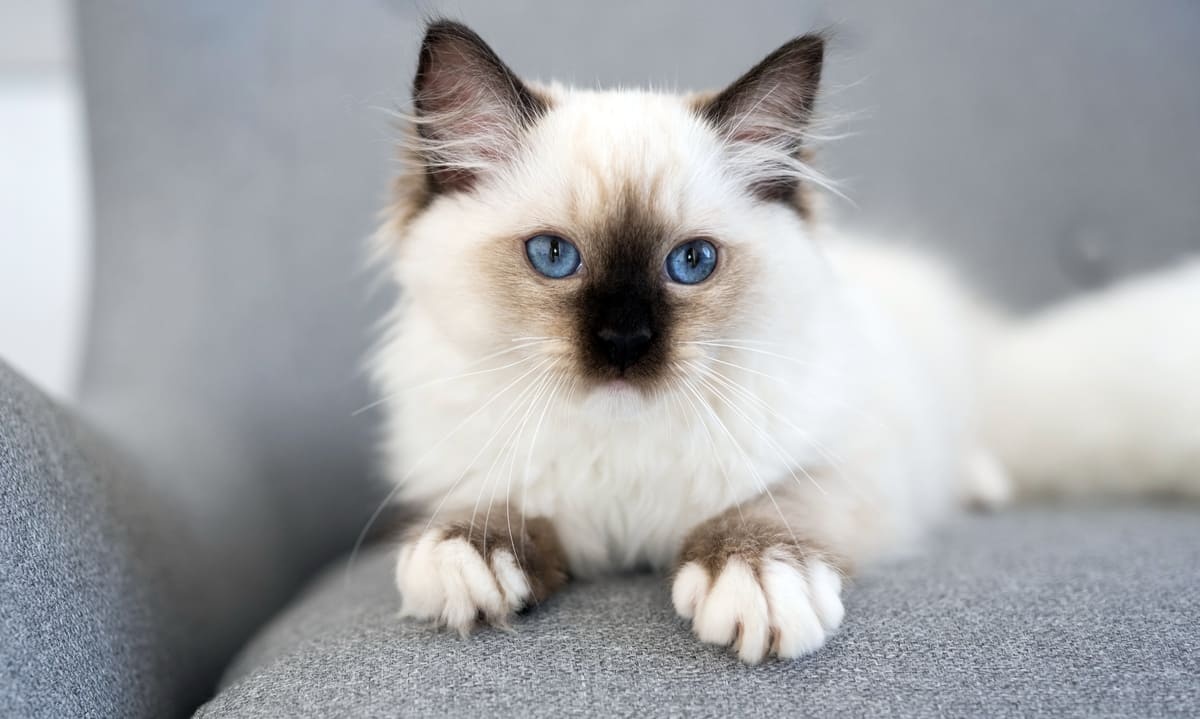 yavru Birman kedisi