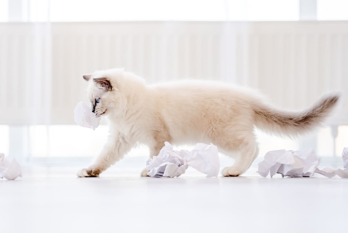 yürüyen yavru Birman kedisi