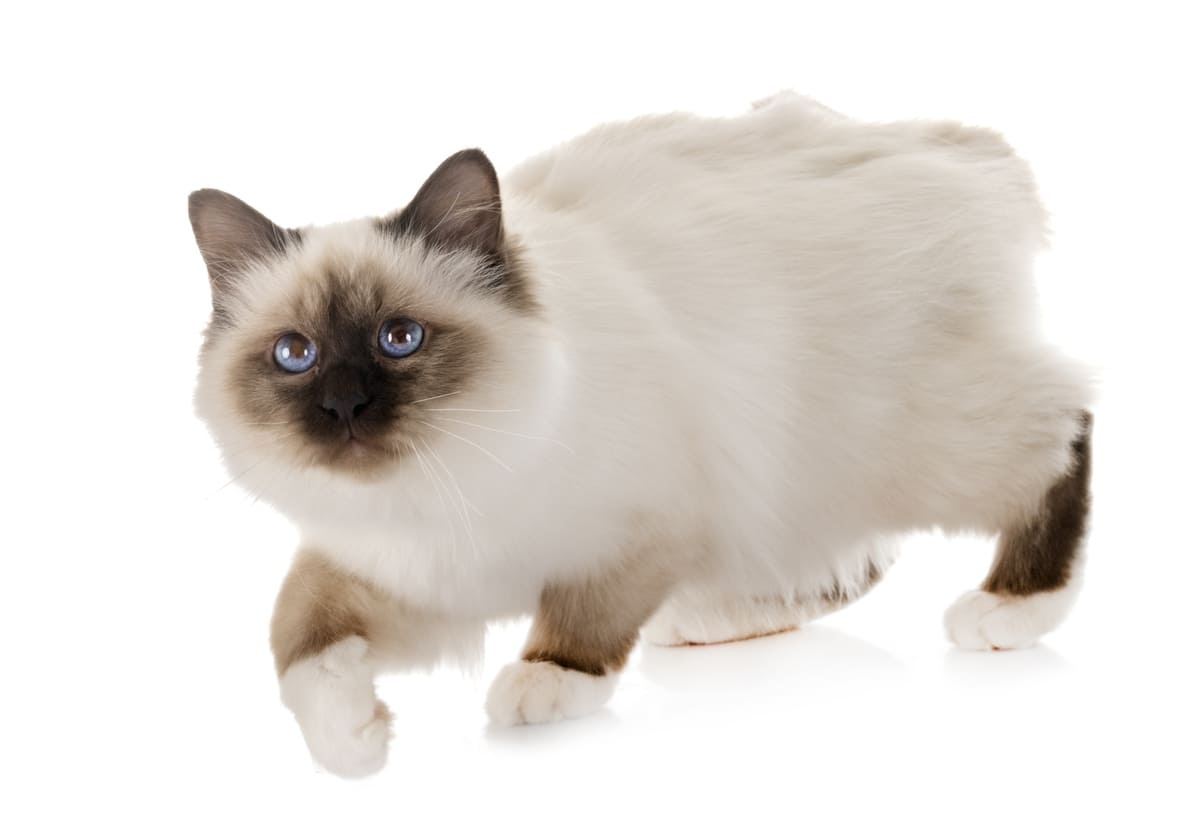 yürürken yukarı doğru bakan Birman kedisi