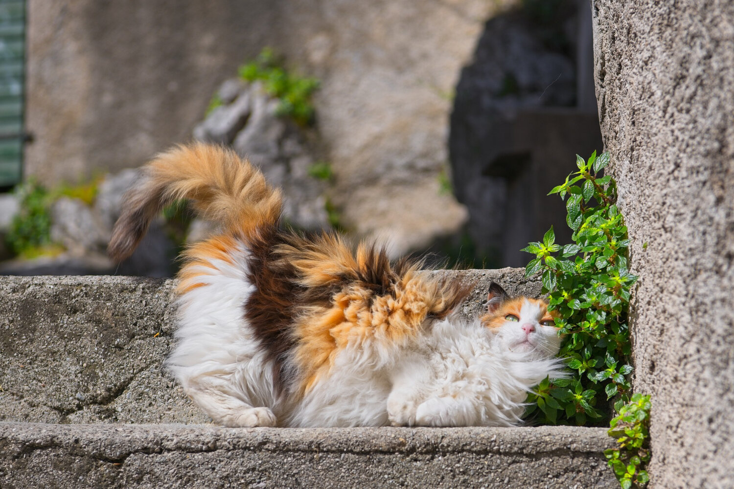 bahçedeki bitkilere yaslanan kedi