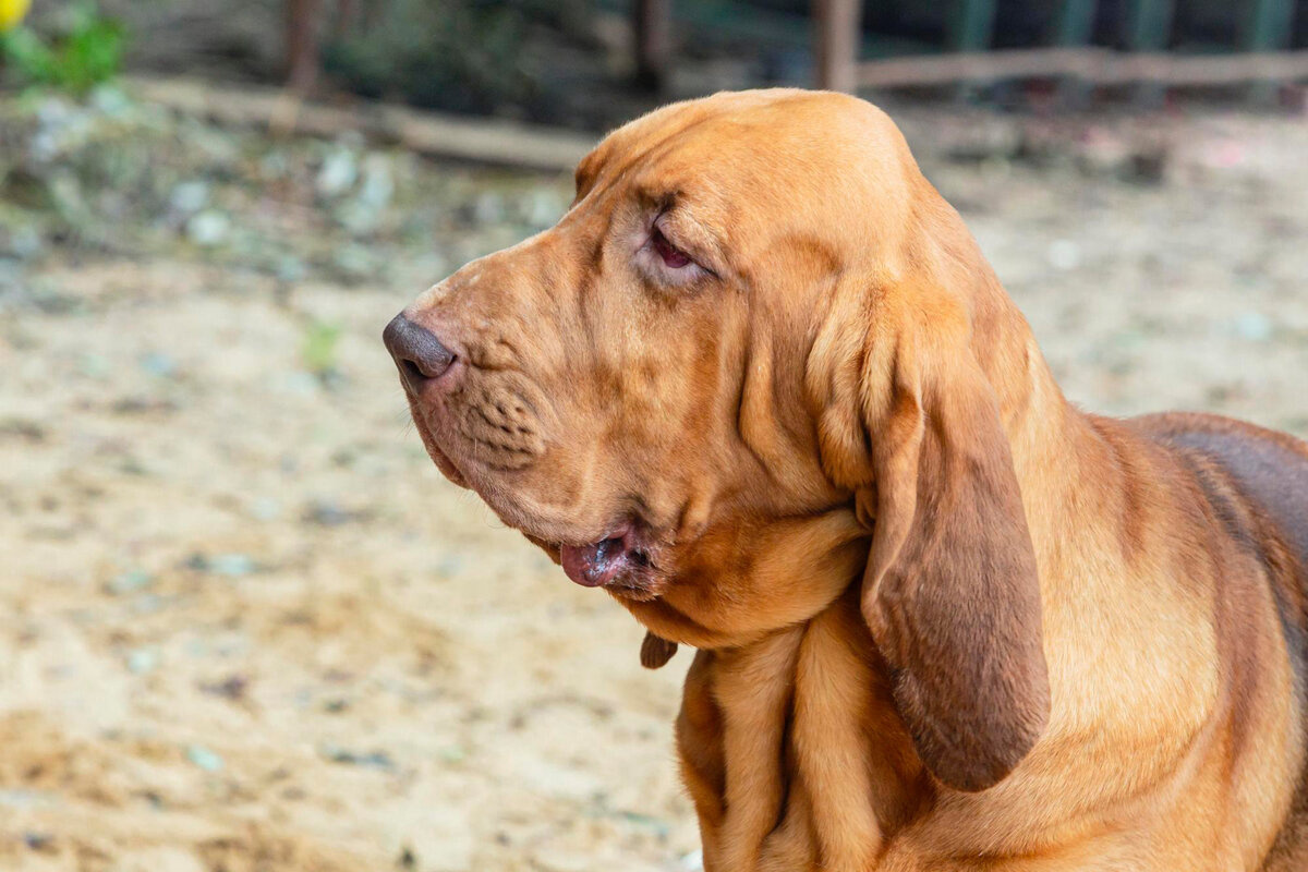 bloodhound