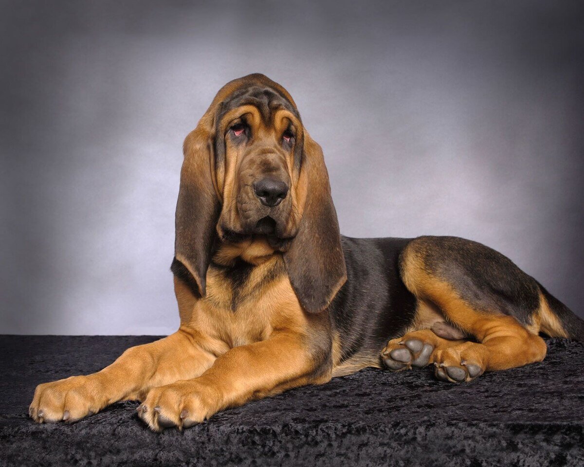 yerde yatan bloodhound ırkı köpek