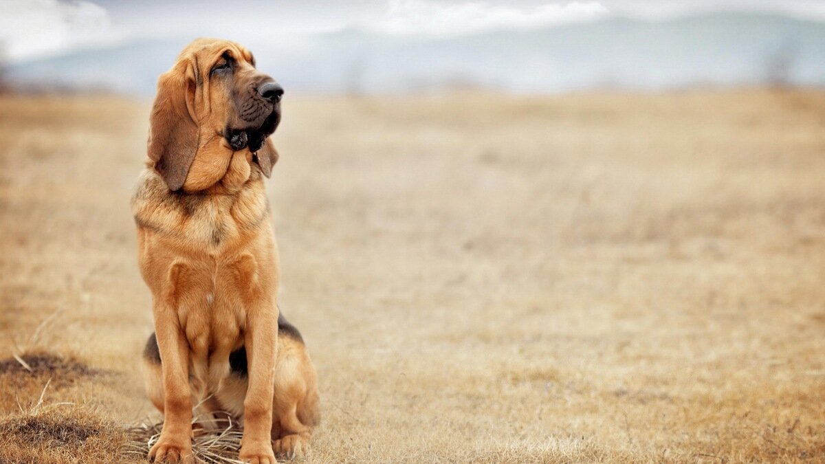 arka ayaklarının üzerine oturan bloodhound ırkına mensup köpek