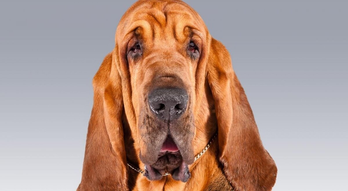 bloodhound ırkına mensup köpek