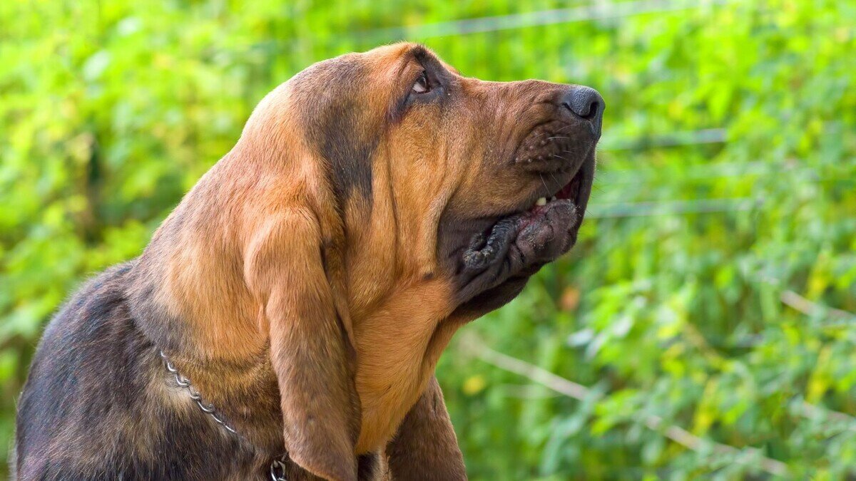 yeşilliklerin arasında duran bloodhound ırkına mensup köpek