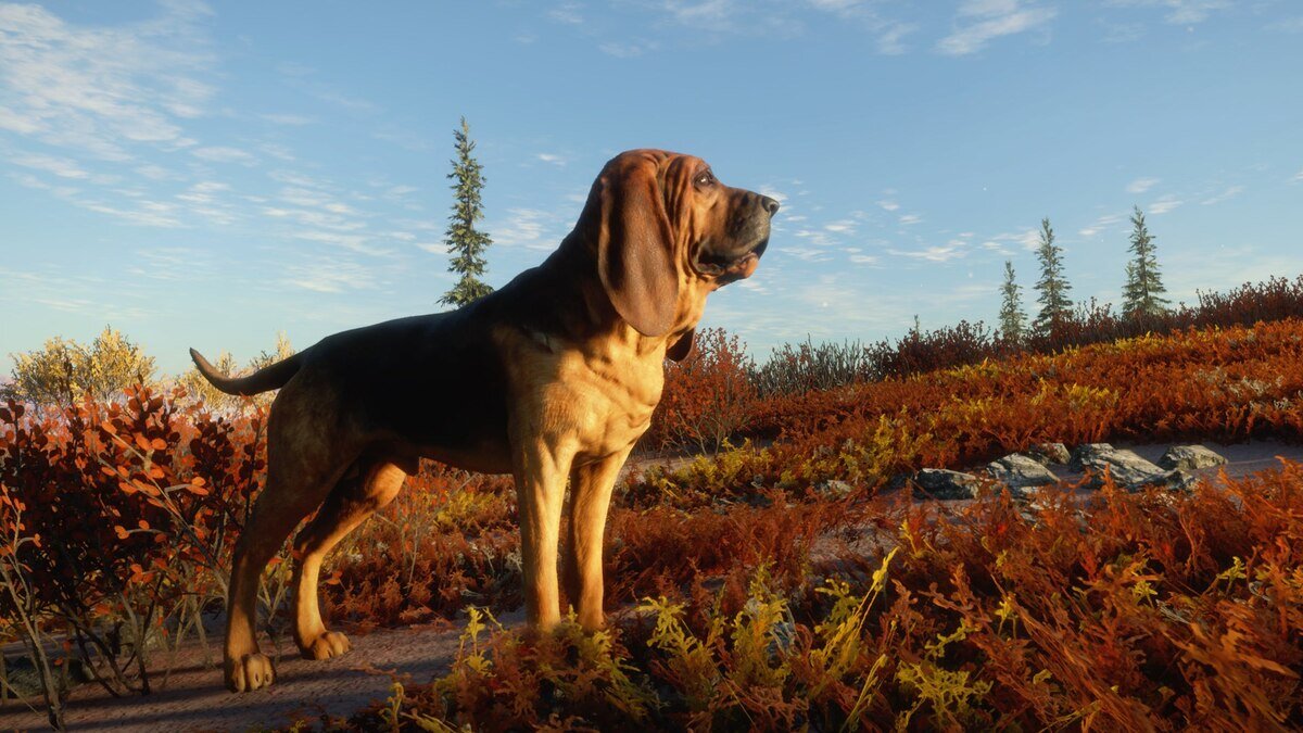 çalıların arasında duran bloodhound ırkına mensup köpek