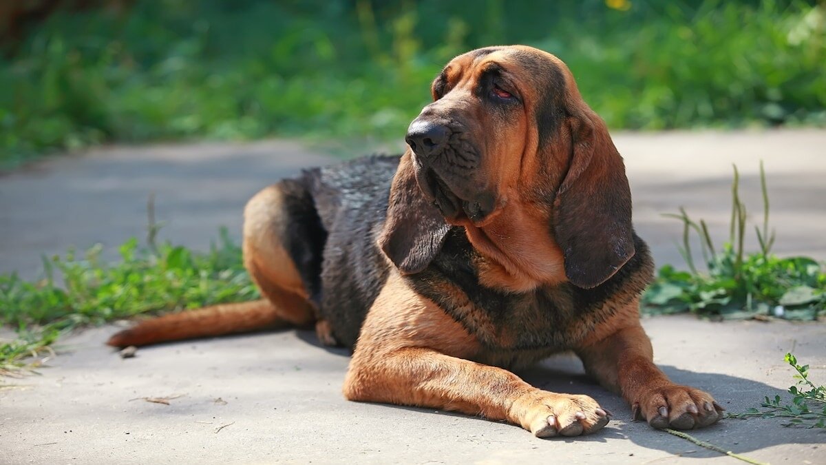 beton zeminde uzanan bloodhound ırkına mensup köpek