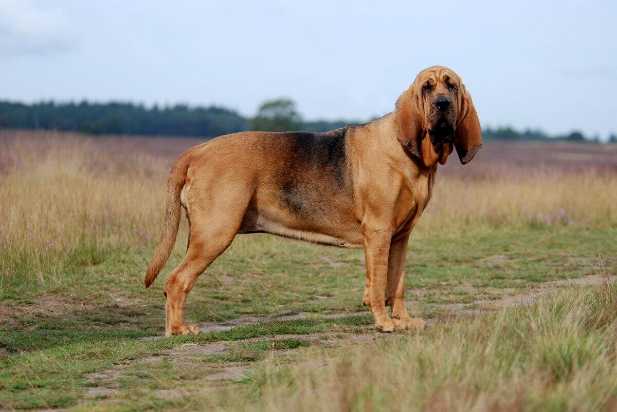 dört ayak üzerinde duran bloodhound ırkına mensup köpek