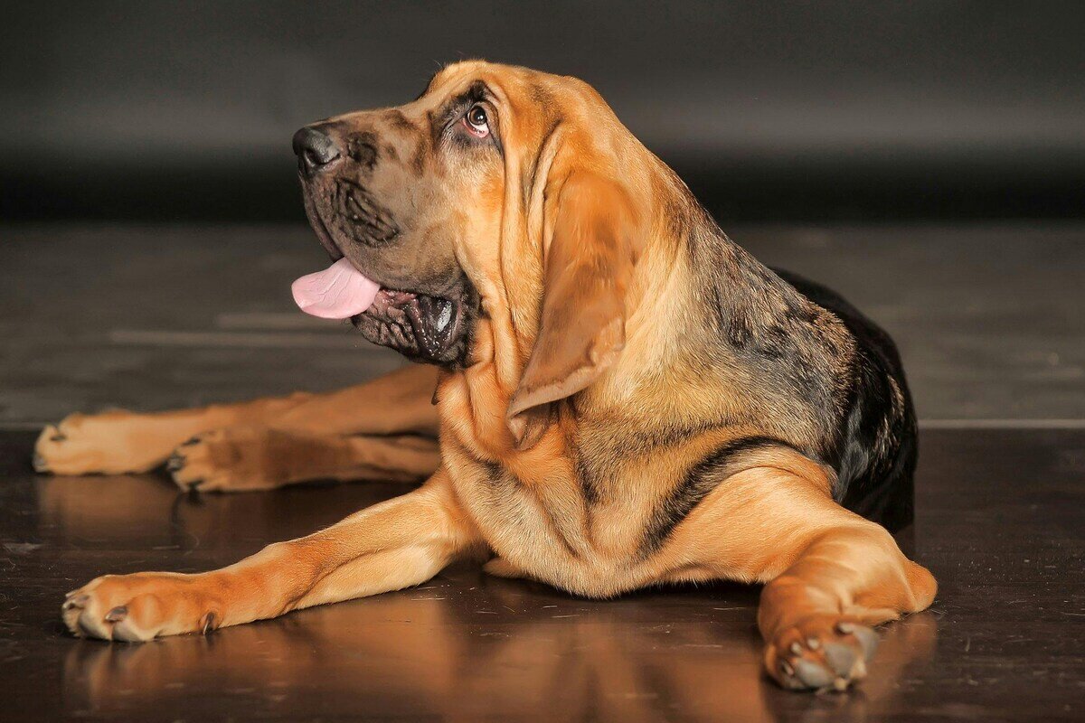 kafasını yukarı doğru kaldıran bloodhound ırkına mensup köpek