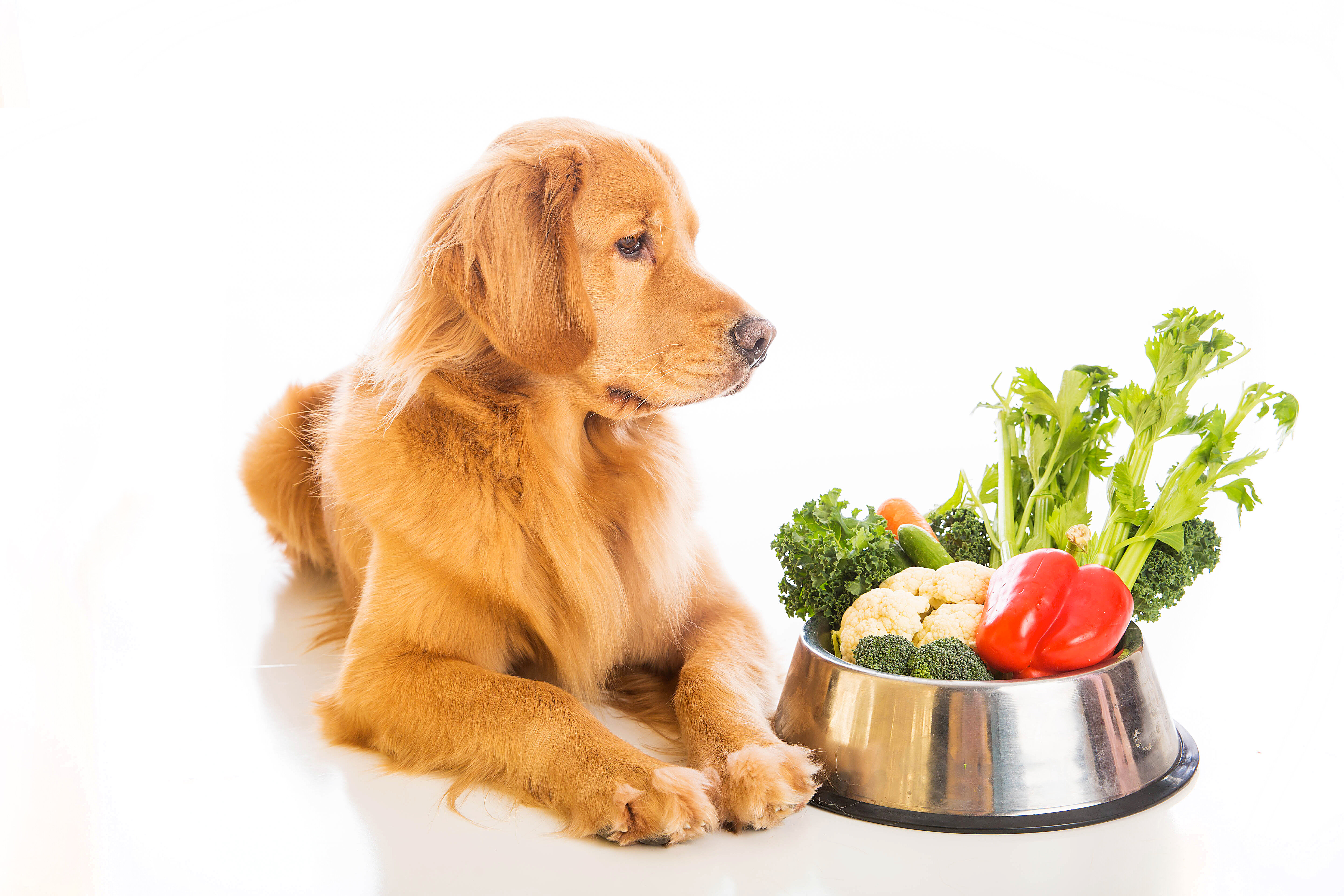 sebzelerle dolu mama tabağına bakan köpek