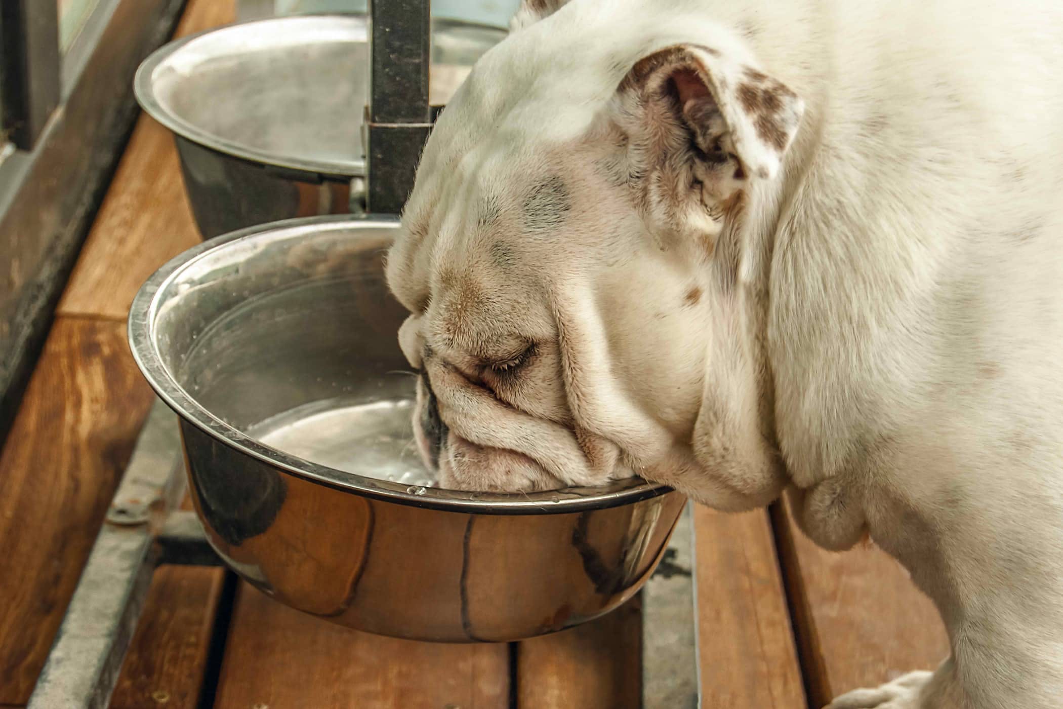 su içen köpek