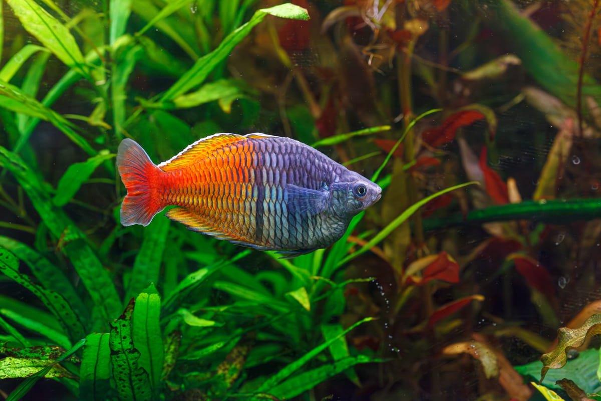 akvaryum bitkilerinin içinde yüzen renkli balık