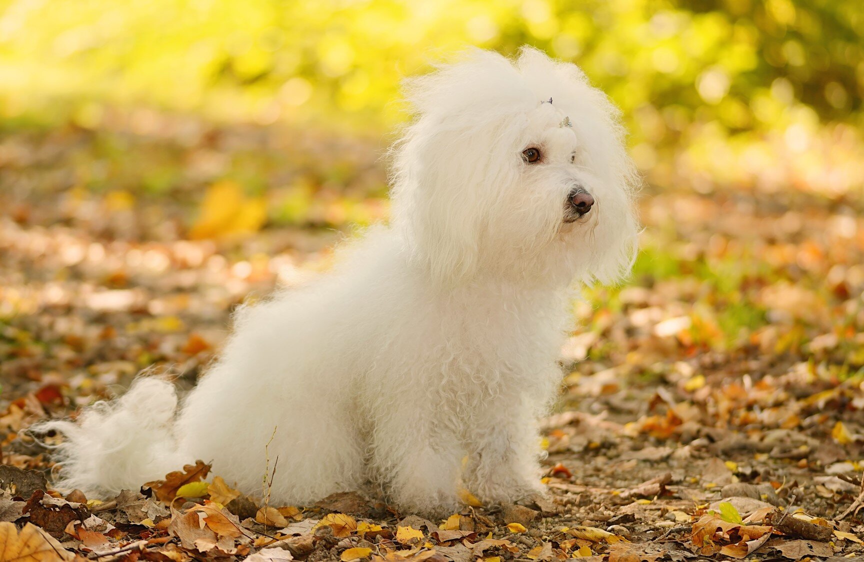 yaprakların üzerinde oturan beyaz, küçük ırk köpek