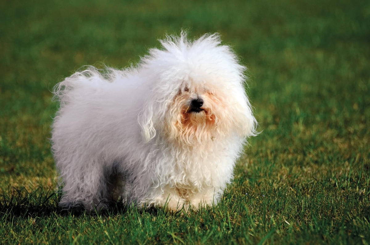 çimlerin üzerinde oturan beyaz, küçük ırk köpek