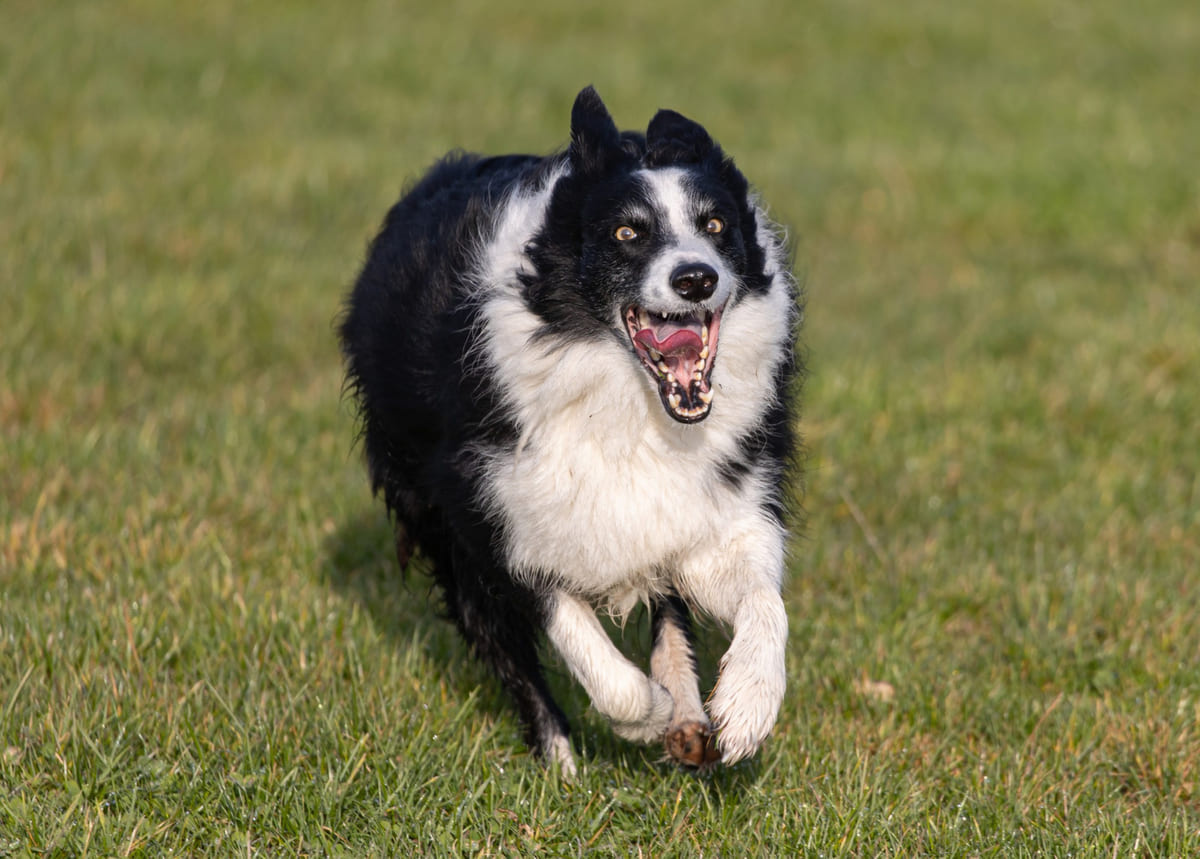 Border Collie ırkına mensup köpek