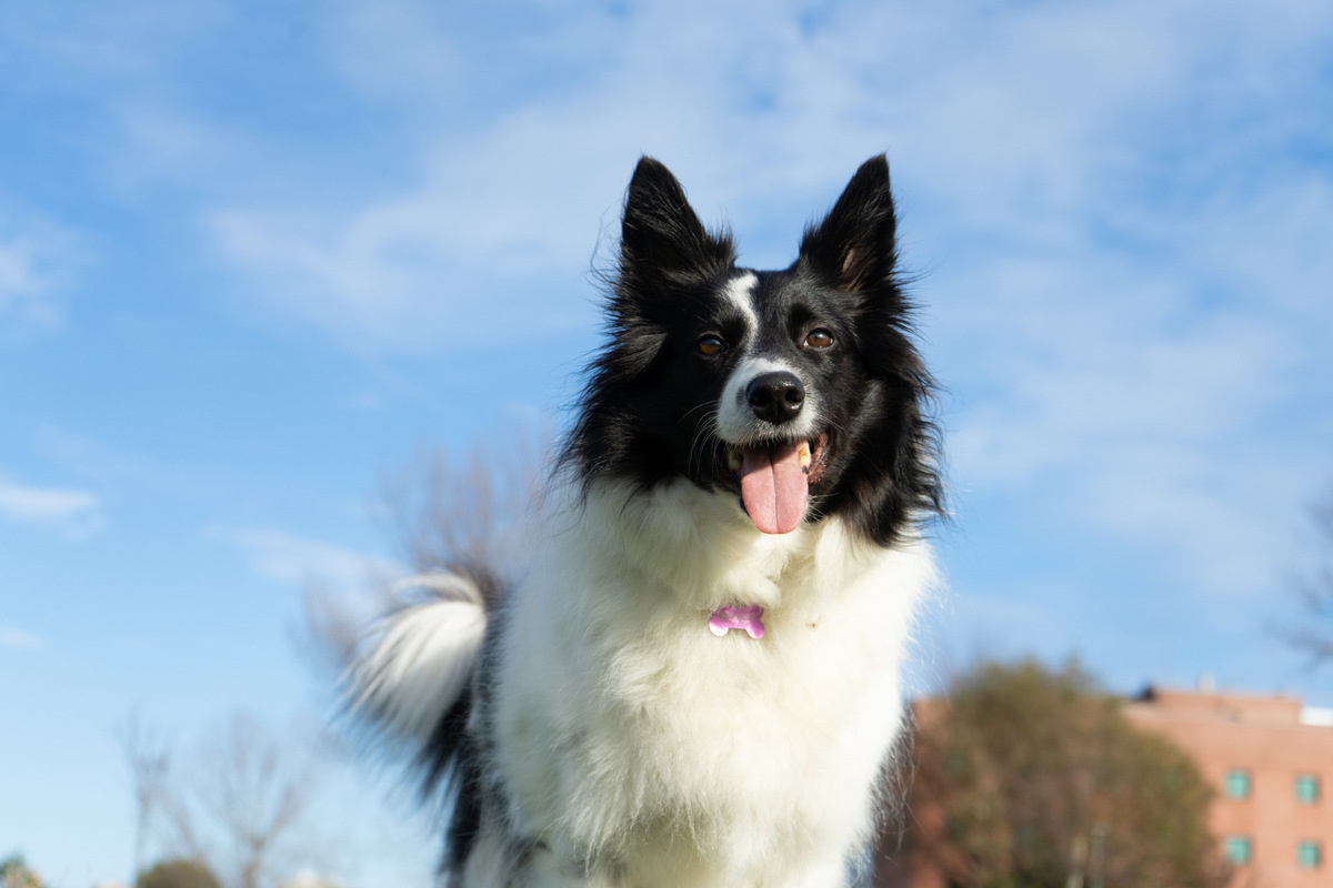 Border Collie