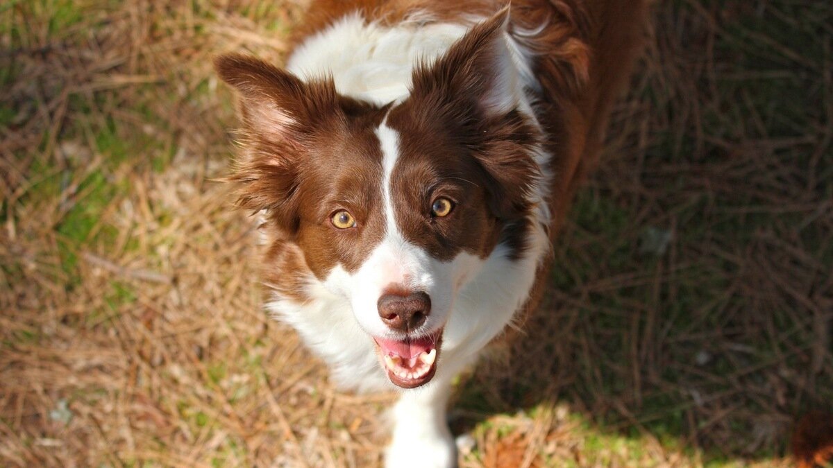 yukarı doğru bakarak poz veren border collie