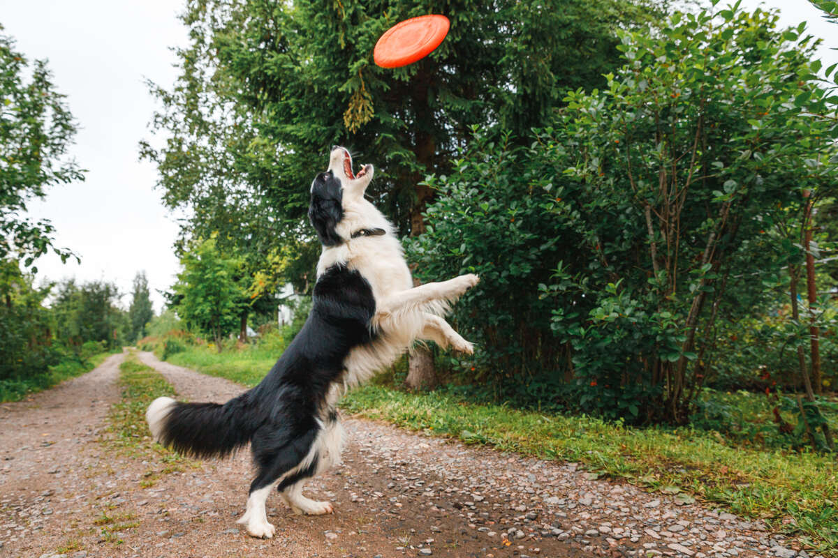 frizbi yakalamak için zıplayan border collie