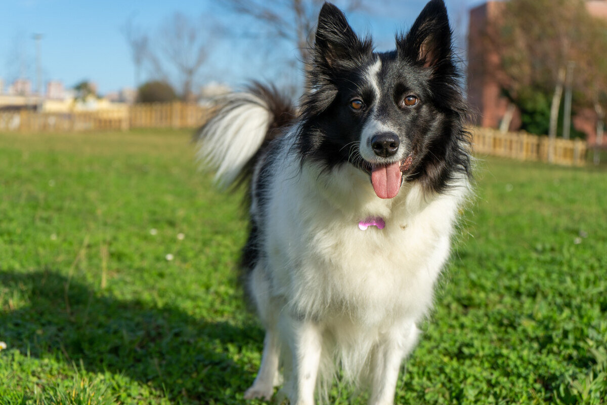 çimlerde duran border collie