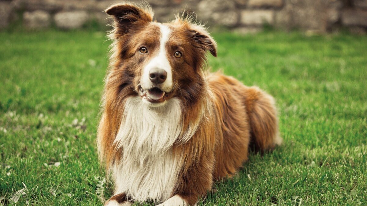 çimlerde oturan kahverengi ve beyaz tüylere sahip border collie