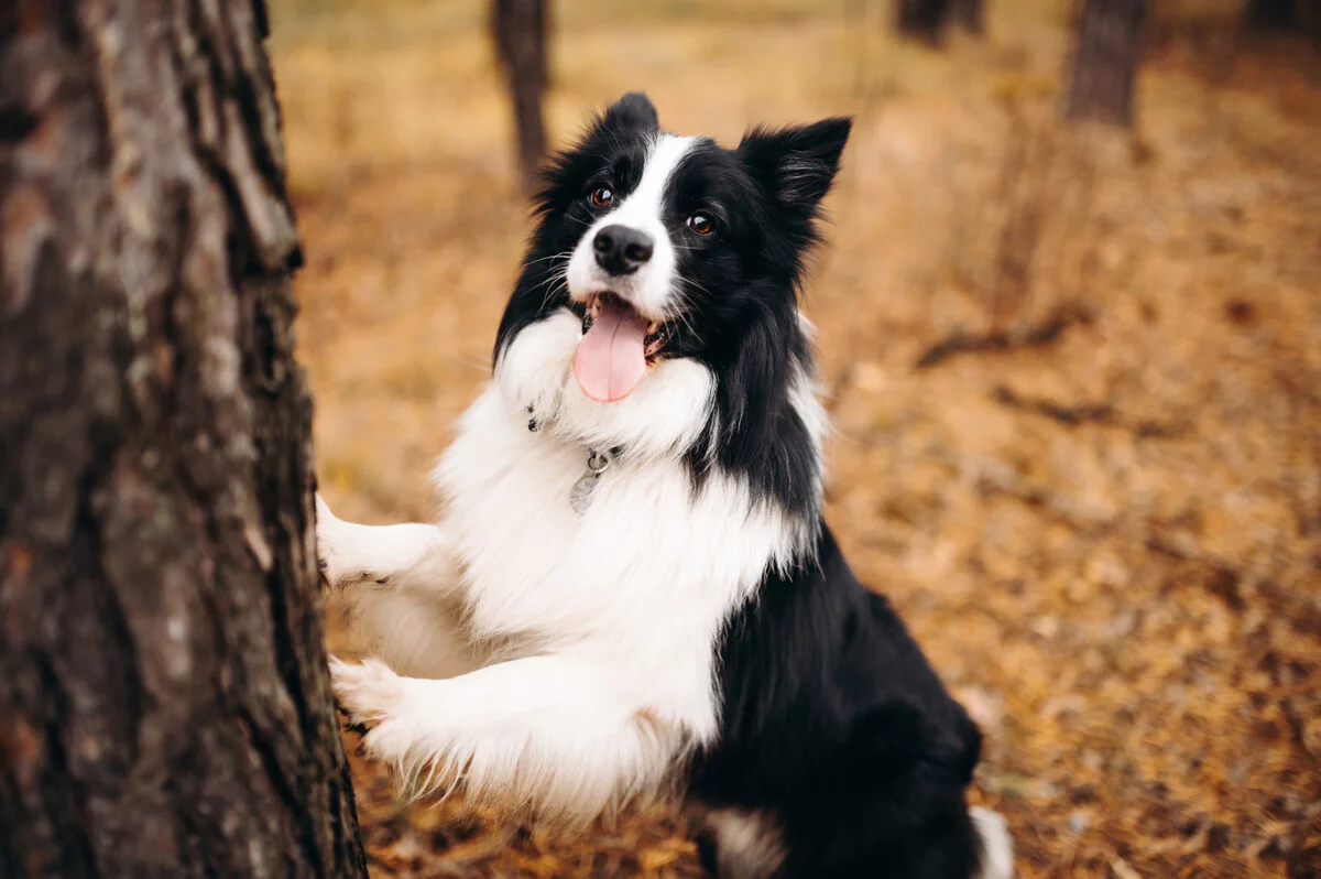 ağaca ön patilerini dayayarak arka ayakları üzerinde duran border collie