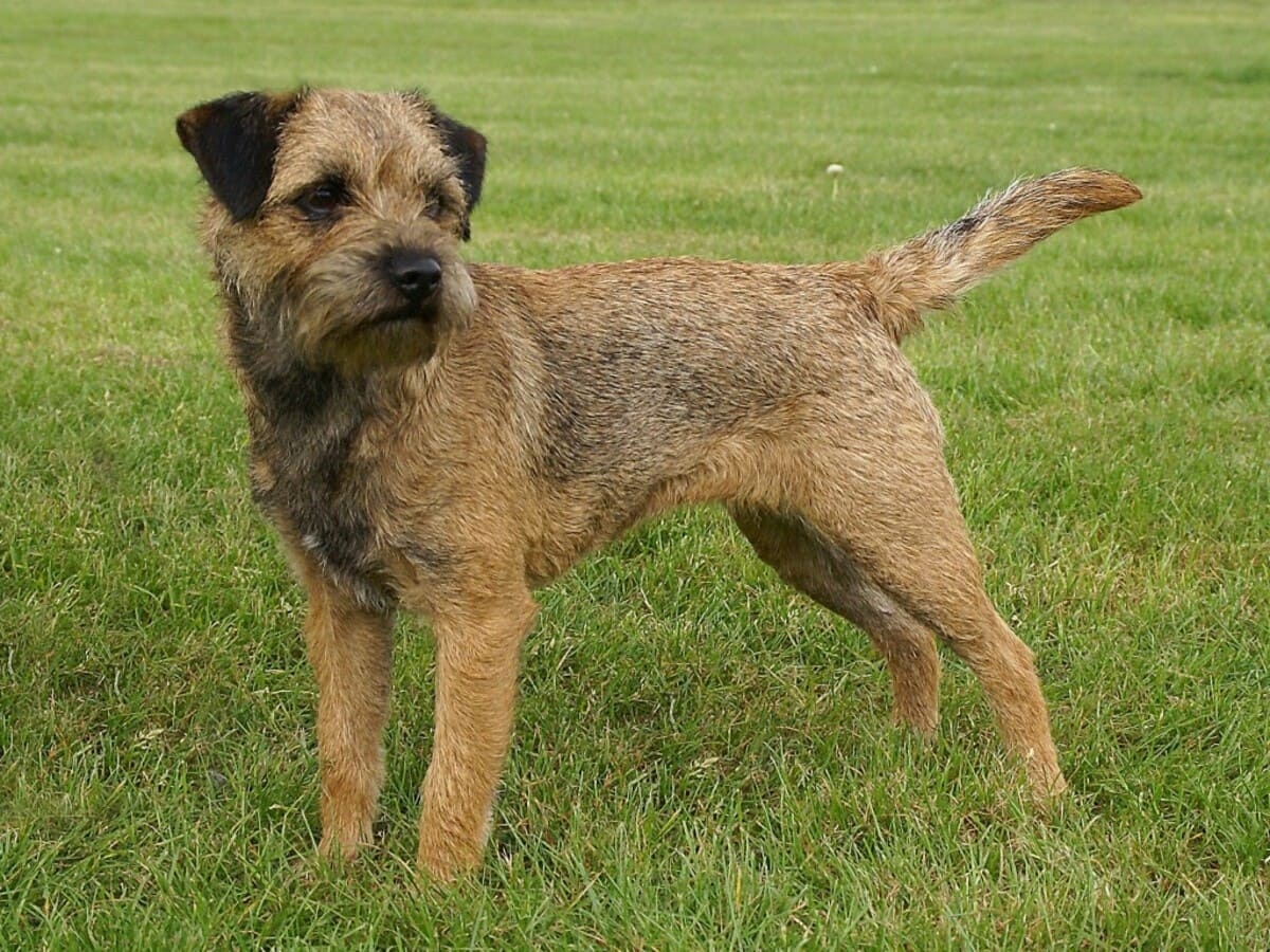 Border Terrier