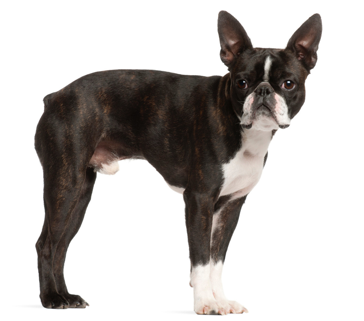 beyaz arka fon önünde ayakta ve yan duran Boston Terrier