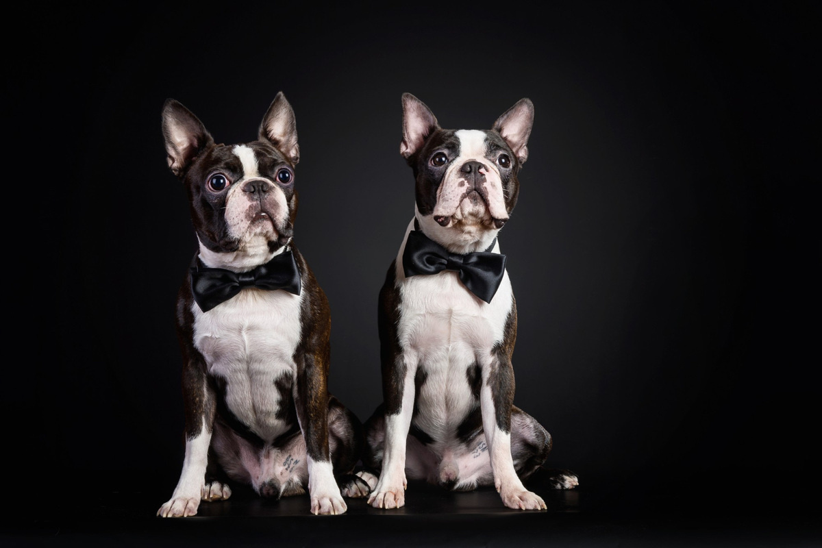 Boston Terrier